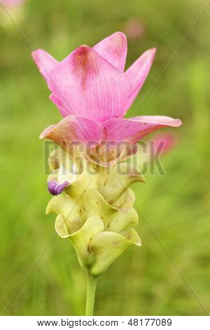 Siam Tulip Or Patumma