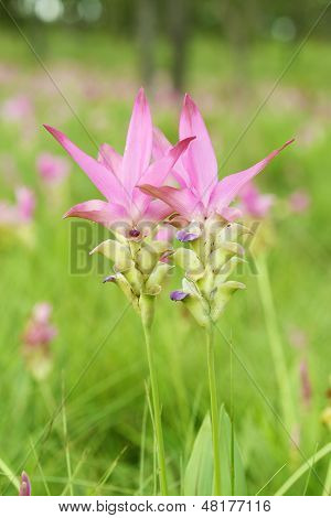 Siam Tulip Or Patumma