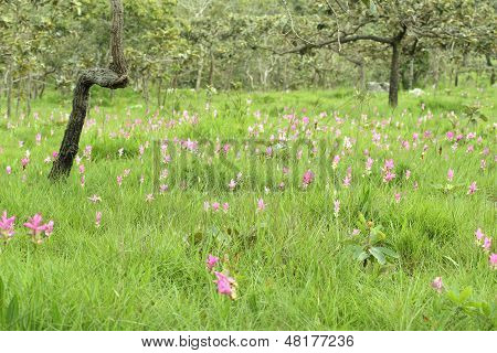 Siam Tulip Or Patumma