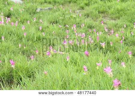Siam Tulip Or Patumma