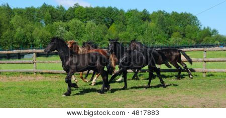 Flock hest