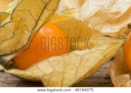 Makro kuva tuore Physallis marjoja