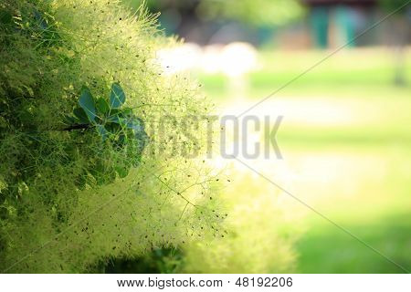 Green Flower Cotinus Coggygria Or Smoketree