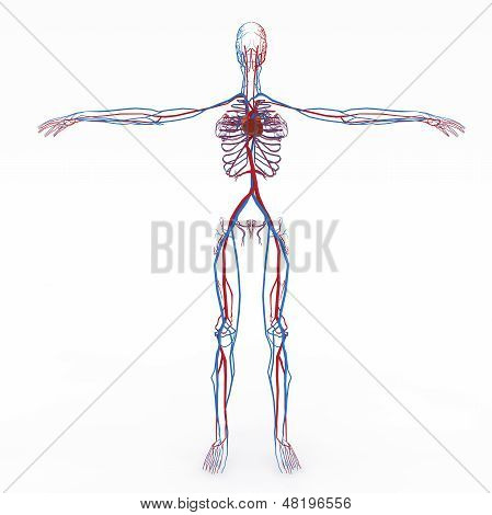 Anatomía femenina precisa