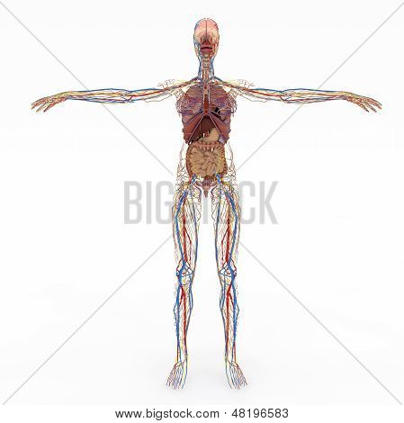 Accurate Female Anatomy