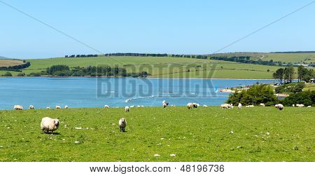 Ovce na Siblyback jezeře Bodmin Moor Cornwall England