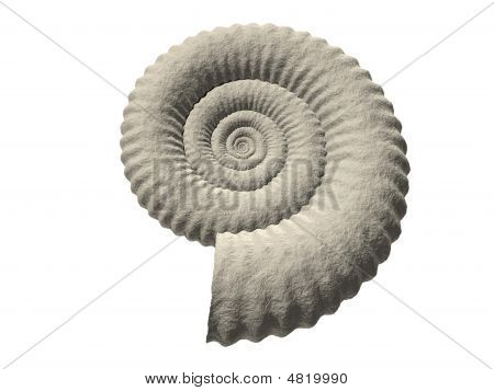 Ammonit