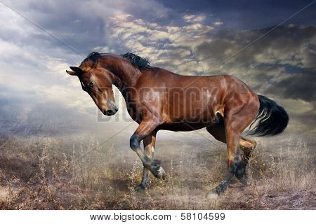 Russian trotter
