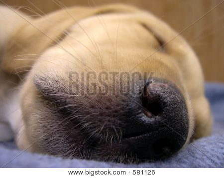 Spící štěně Close Up