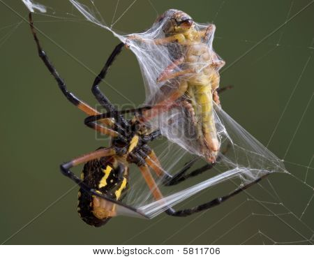 Spider Wrapping Hopper
