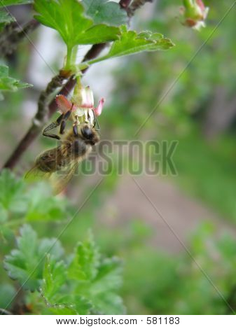 Bien på blomsten