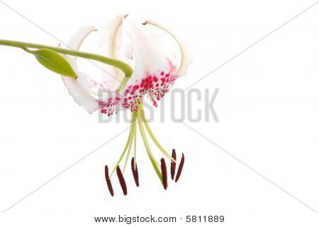 Lilium Grammatophyllum Var. Gloriosoides
