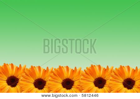 Quadro da fiori con petali di vari colori