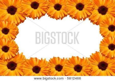 Quadro da fiori con petali