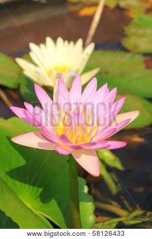 pink lotus