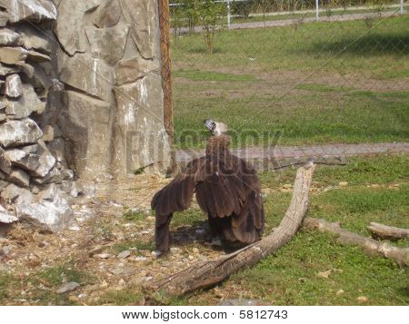 Alimoche negro