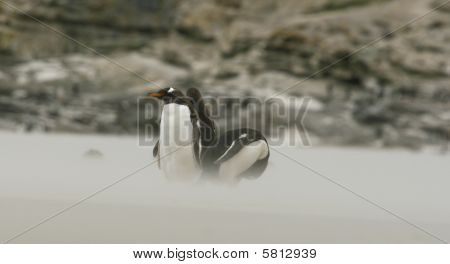 젠투 펭귄 (pygoscelis 파푸아)