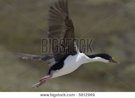 Re cormorano (phalacrocorax Atriceps)