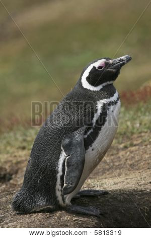 Tučňák magellanský (spheniscus Magellanicus)