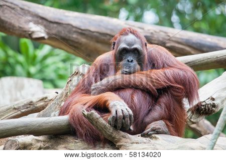 Sumatran Orang Utan