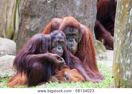 Orang Utan Couple
