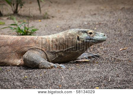 Komodo Dragon Closeup
