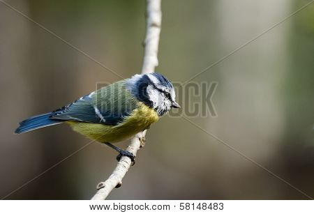 blue tit