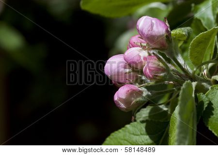 appleblossom