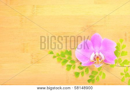 Lilac  Orchid And Green Branch On Bamboo