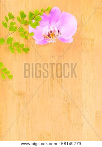 Lilac  Orchid And Green Branch On Bamboo  Background