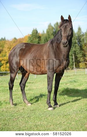 Nice Brown Warmblood With Black Mane