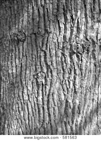 Tree Bark