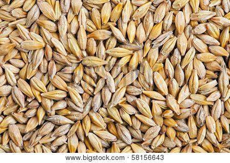 Barley Grain (hordeum)