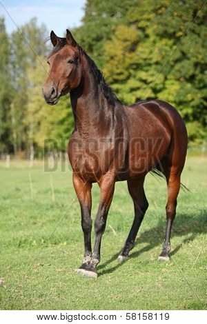 Nice Brown Warmblood With Black Mane