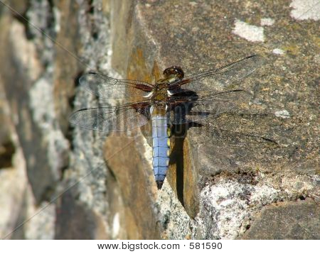 Mężczyzna Darter