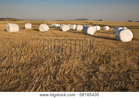 Harvested Grass Field With Wrapped Bales
