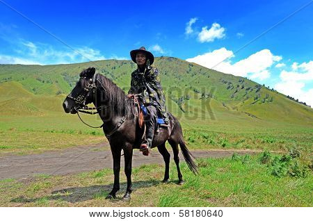 horse