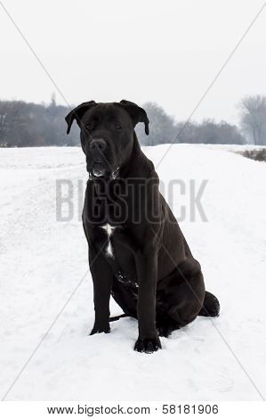 Cane Corso In Snow