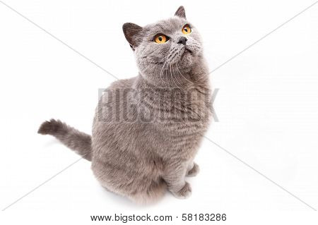 Portrait Of A Grey British Cat