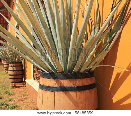 Agave Americana ( Tequila Ingredient )