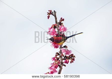 Green Trail Sunbrid On Cherry Blossom