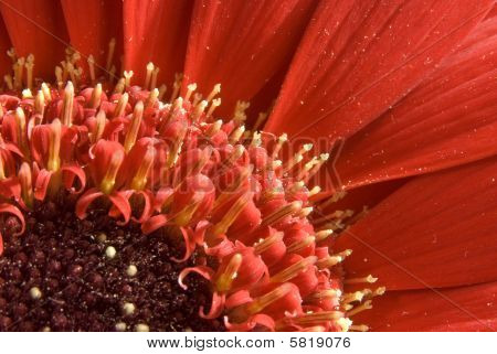Uvnitř Gerbera