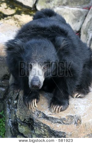Sloth Bär