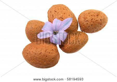 Nice Almond Nut