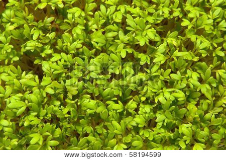 Fresh Green Herbs