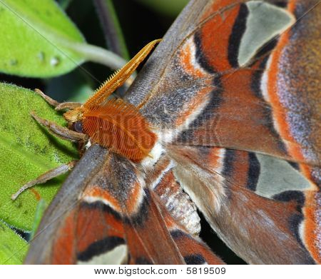 Attacus 아틀라스의 세부 사항