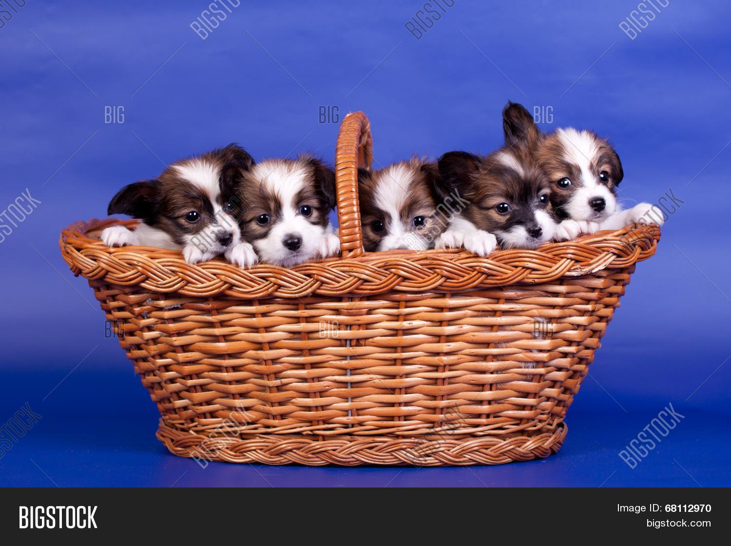 Five Papillon Puppies Image Photo Free Trial Stock Five Papillon Puppies Image Photo