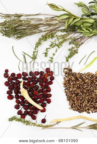 Traditional chinese herbal medicine ingredients, isolated on white