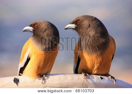 Rufous Treepies, Pushkar, Rajasthan, India