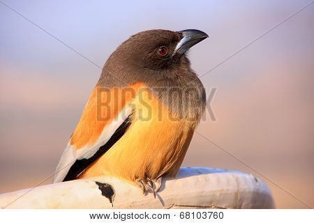 Rufous Treepie, Pushkar, Rajasthan, India